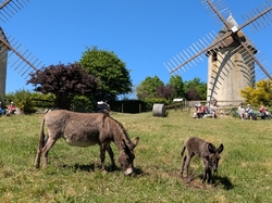  <a style='color: #fff;' href='/uploaded/photo/bord-de-la-sy-vre-nantaise-68330b8b0a876.jpg'>(Télécharger)</a>