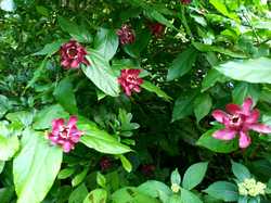  <a style='color: #fff;' href='/uploaded/photo/le-petit-bordeaux-6662c2304d49c.jpg'>(Télécharger)</a>