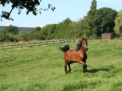  <a style='color: #fff;' href='/uploaded/photo/visite-du-haras-du-pin-6170384c0f64c.jpg'>(Télécharger)</a>